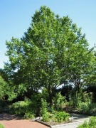 Eukomia wiązowata (Eucommia ulmoides) 40-50 cm sadzonka