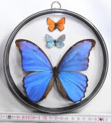 Gablotka Mh6_mdck, dwustronna.  Motyl Morpho didius, inne.