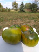 Ananas Noire - Black Pineapple pomidor kolekcjonerski