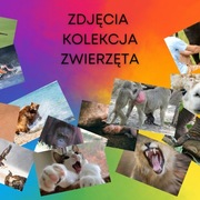 Karty metaforyczne zwierzęta - emocje