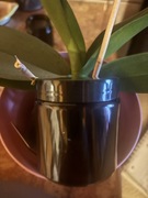 Maść z glistnika jaskółcze ziele na smalcu gęsim 120 ml