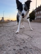 Suczka Border collie blue merle TRI color z rodowodem