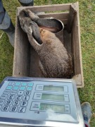 Sprzedam króliki Olbrzymy Belgijskie i Barany Francuskie 696113109