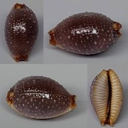 Staphylaea staphylaea (Linnaeus, 1758)
