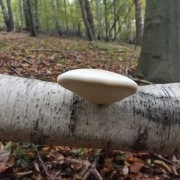 Bialoporek brzozowy 100g z Bieszczad 