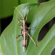 Straszyk filipiński