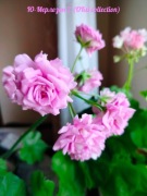 sadzonka pelargonii Yu-Merlezon 2