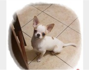 Chihuahua śliczny odchowany biały piesek 