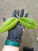 Hoya hoja Rabbit sister pnącze ukorzeniona w wodzie sadzonka