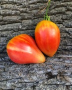 LITHUANIAN CREDTED PINK   Pomidor Kolekcjonerski 