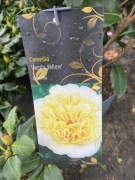 Kamelia Jurys yellow