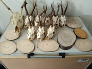 Duży zestaw poroży z czaszkami na desce trofeum myśliwskie 