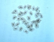 NASIONA PAULOWNIA CESARSKA DRZEWKO SZCZĘŚCIA / BONSAI / TOMENTOSA - HIT !