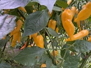 Nasiona papryka chili Capsicum Baccatum Sugar Drop Lemon mega plenna