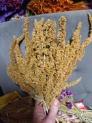 Amarantus Szarłat suszony gałązki dla chomikow gryzoni myszy