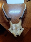 Poroze kozla gotowe do instalacji