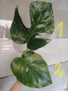 Monstera jungle mint/ deliciosa x borgisiana mint