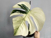 Monstera Jungle Mint ukorzenionia pędówka naturalna nie tc dwa oczka