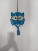 Piękna sowa szuka nowego domu 