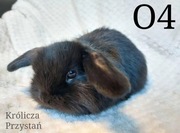 Królik Baranek Miniaturka MINI LOP karzełek baran 