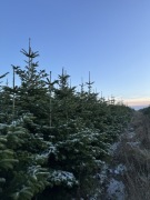 Hurtowa sprzedaż choinek jodła kaukaska
