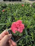 Goździk, bylina - jasny różowy, niski, pachnący 