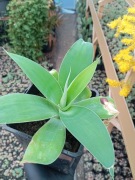 Agawa attenuata (lisi ogon)