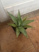 Agave . Agawa „Decipens” duża roślinka wyprzedaż.