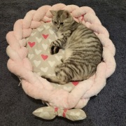 Legowisko dla Kota Psa Warkocz OKAZJA!