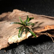 Bucephalandra sp. Rosemary, forma emersyjna 2-4 cm
