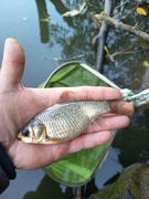 Karaś Złocisty !!!