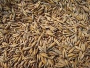 owies (mieszanka z pszenicą)