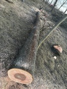 Drewno drzewo jesion 