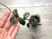 Hoya 'Mathilde' splash