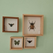 Ozdoby owady w ramkach prawdziwe motyl niebieska pszczoła żuk
