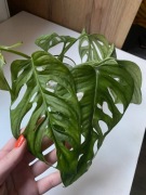 Sadzonki roślin domowych Monstera Fikus Epipremnum Syngonium Maranta