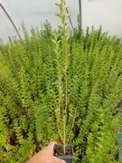 Rośliny na żywopłot tuje, jałowce, laurowiśnia, ostrokrzew OKAZJA!