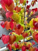 JUDASZOWIEC 'ETERNAL FLAME'- Cercis canadensis 