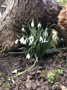 Przebiśniegi śnieżynka 50 szt cebulek