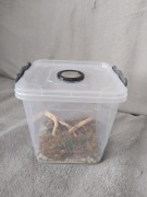 Terrarium patyczaki, skakuny +dodatki