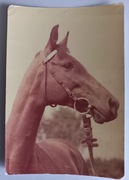  Konie   fot. Raczkowska  klacz Gracja duży format 