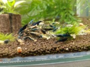 Krewetki crazy blue 10szt