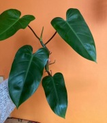 Piękny Philodendron Duke Emerald ukorzeniona sadzonka