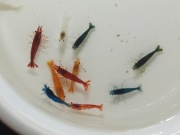 Krewetki do akwarium 32szt