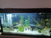 Akwarium 112 litrów 