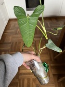 Philodendron Pinnatilibum