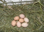 Jaja Lęgowe karmazyn Brahma Nioska