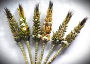 Palmy wielkanocne boho 35cm