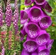 Naparstnica Purpurea Digitalis grandiflora 500 nasion