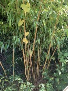 Bambus ogrodowy Phylostachys aurecoalis sadzonki